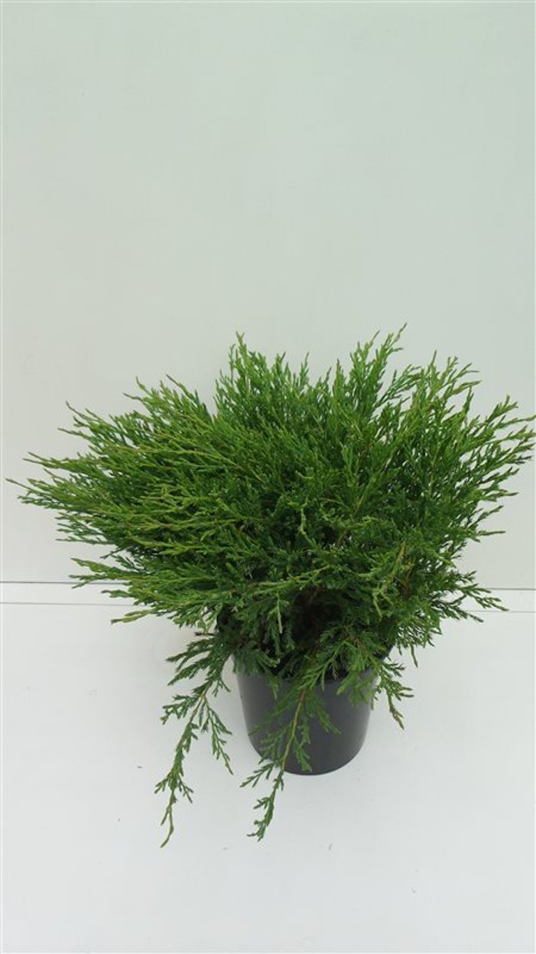 Juniperus h. 'Andorra Compact' - C3 30-40 CM